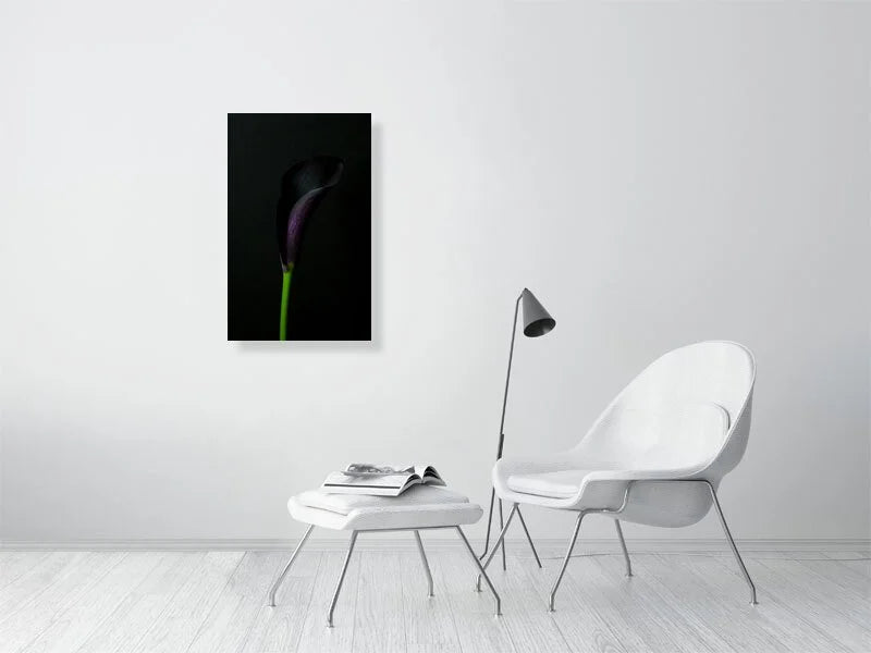 Fine art photography of close Up of a Single Deep Purple Calla Lily Flower on a Black Background for sale art prints home decor.