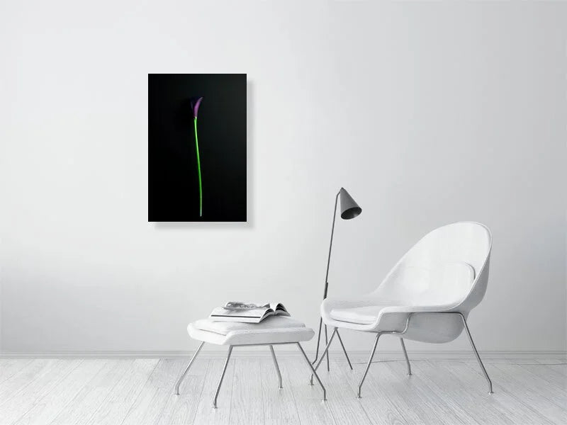 Fine art photography of a Single Deep Purple Calla Lily Flower on a Black Background for sale art prints home decor.