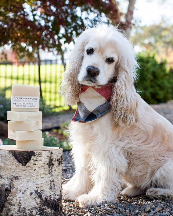 all natural solid dog shampoo bar