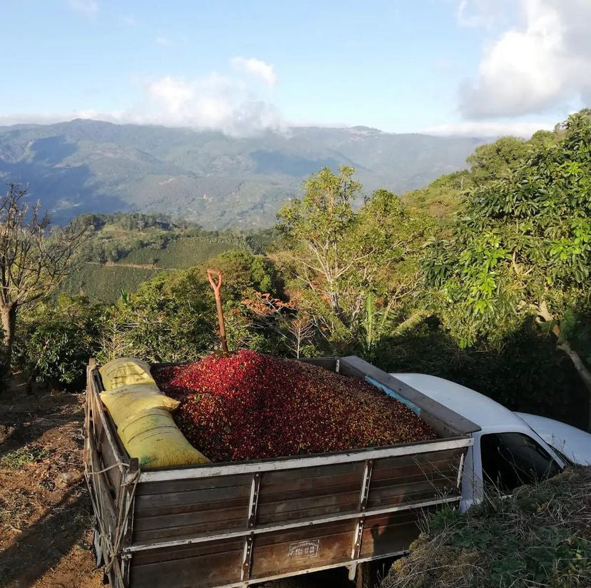Overhead view of coffee cherries in the bed of a truck after being freshly picked, with mountains in the back ground at Swelter Coffee&