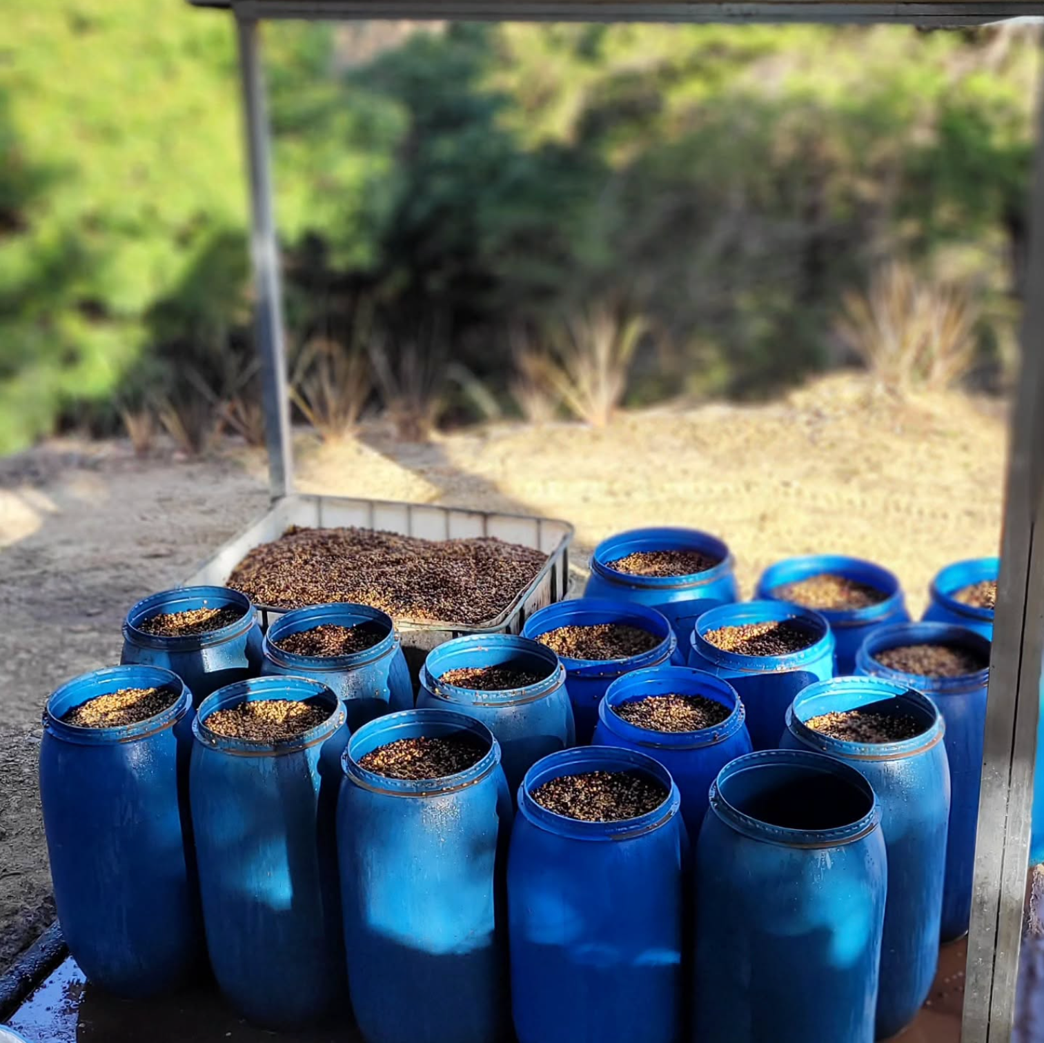 Coffee in barrels during the washed process on Mayra&