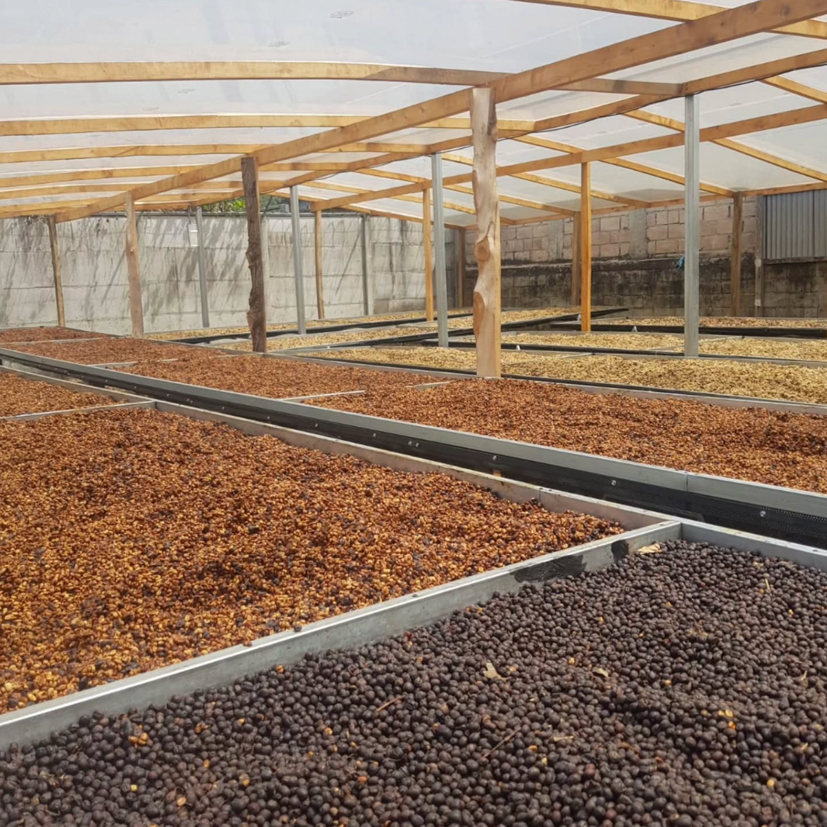 Drying beds on Mayra Solis farm showing different stages of the drying process