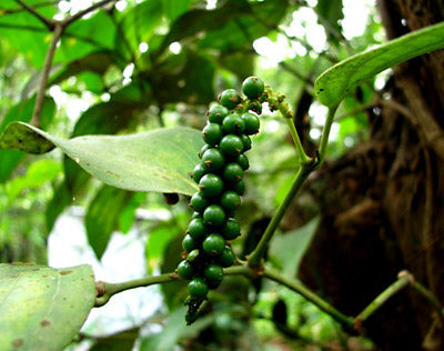 essential oils aromatherapy blending customize black pepper