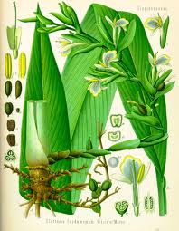 essential oils aromatherapy blending customize cardamom
