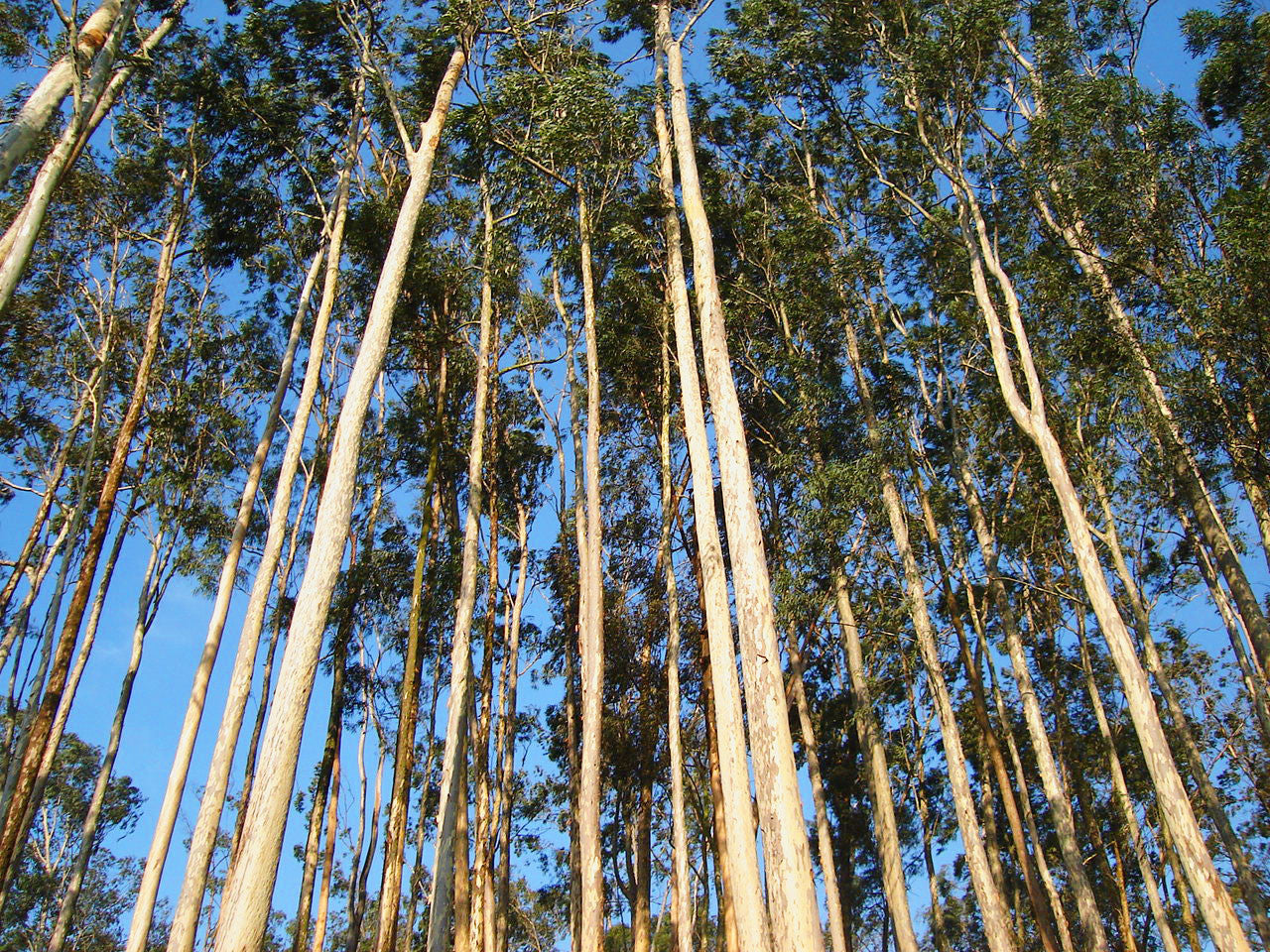 Essential Oil - Eucalyptus