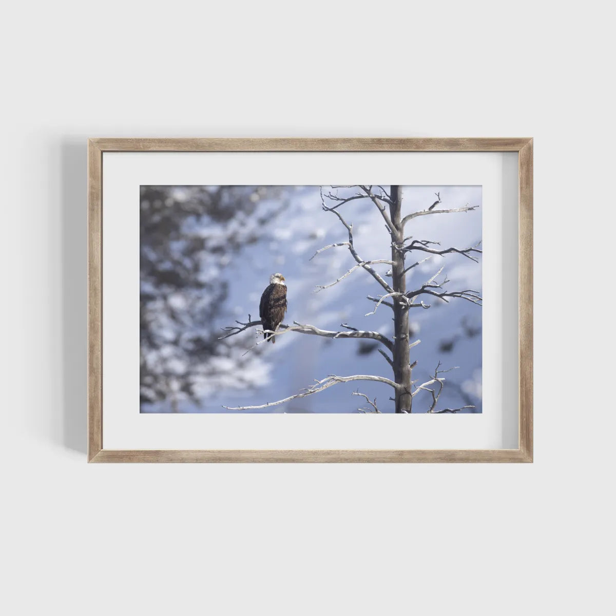 American Eagle Winter Scene Photography Print