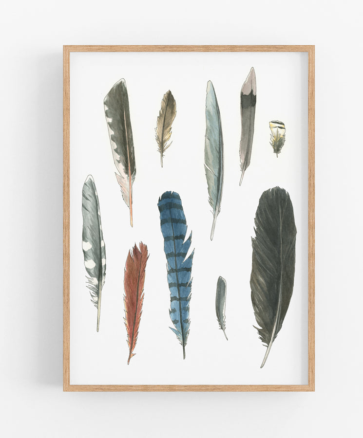 Backyard Feathers Print