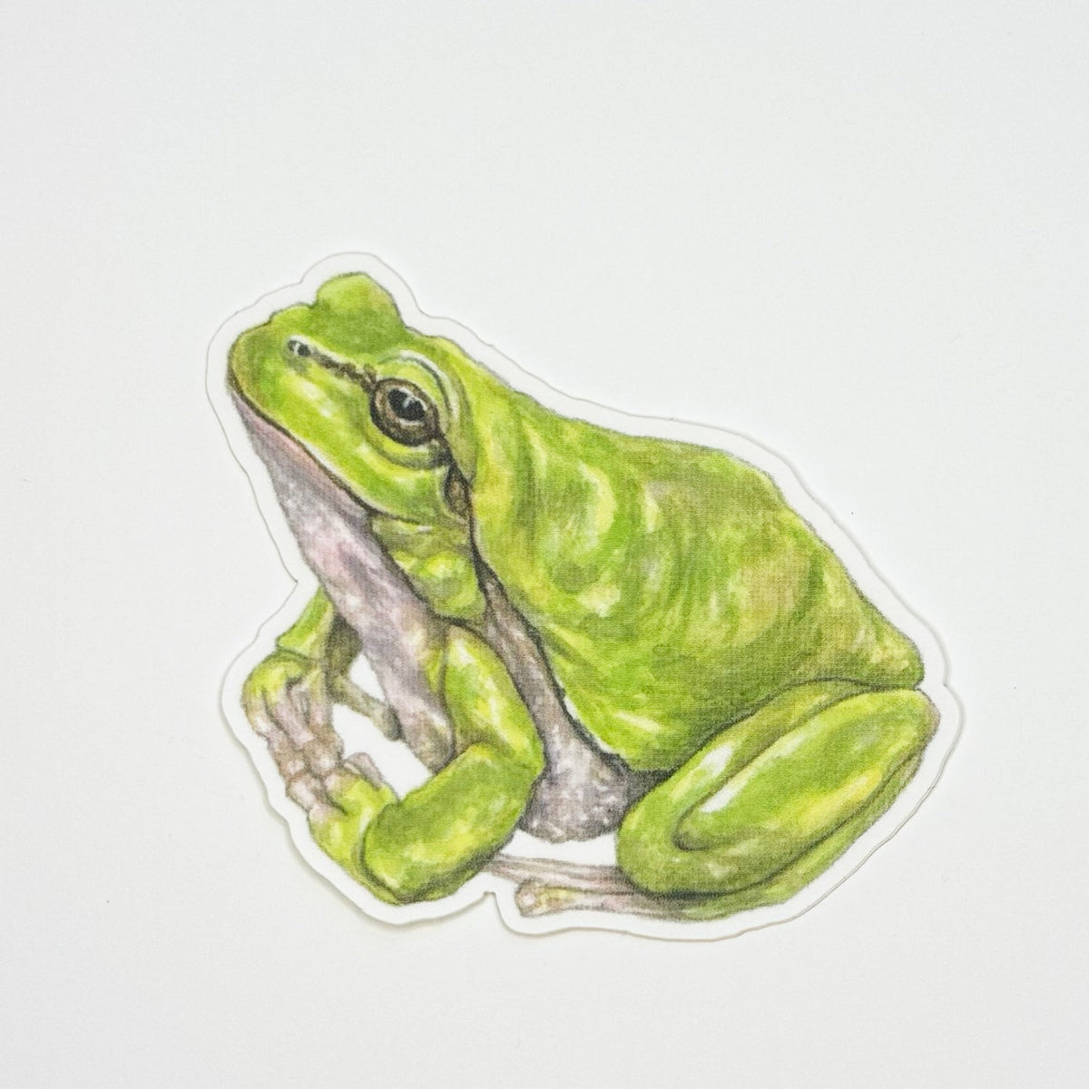 Illustration of a green frog on a white background