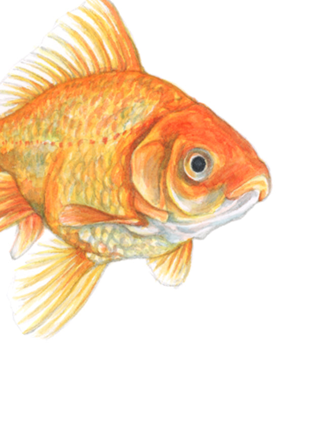Goldfish Print