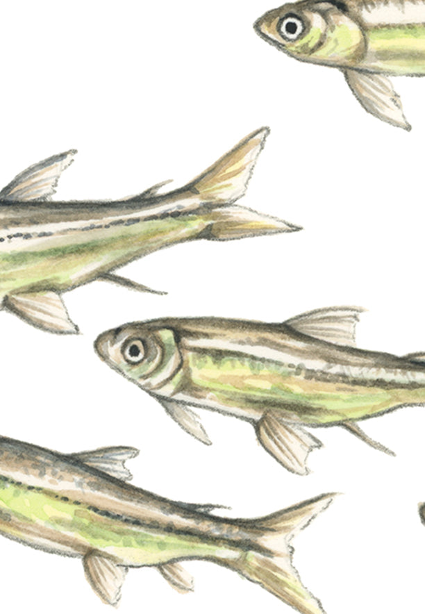 Guppies Print