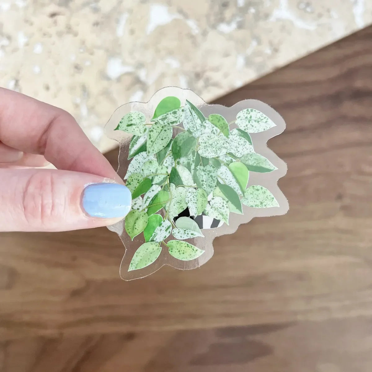 Marble Queen Pothos sticker