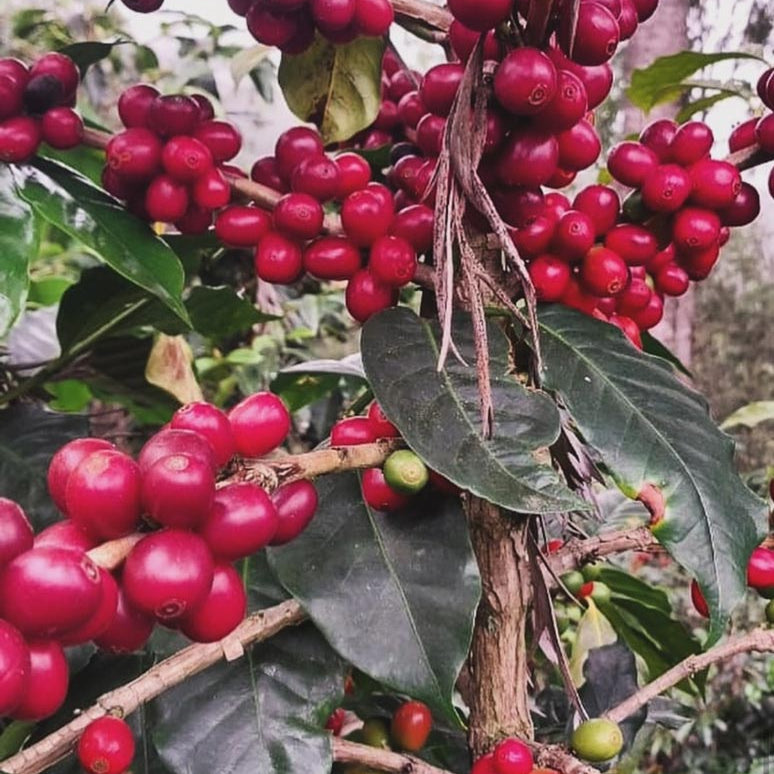 Red coffee cherries on the bush