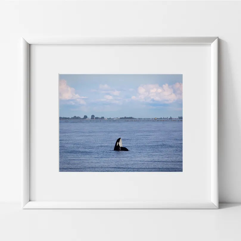 Orca or Killer Whale Spy Hop Photography Print