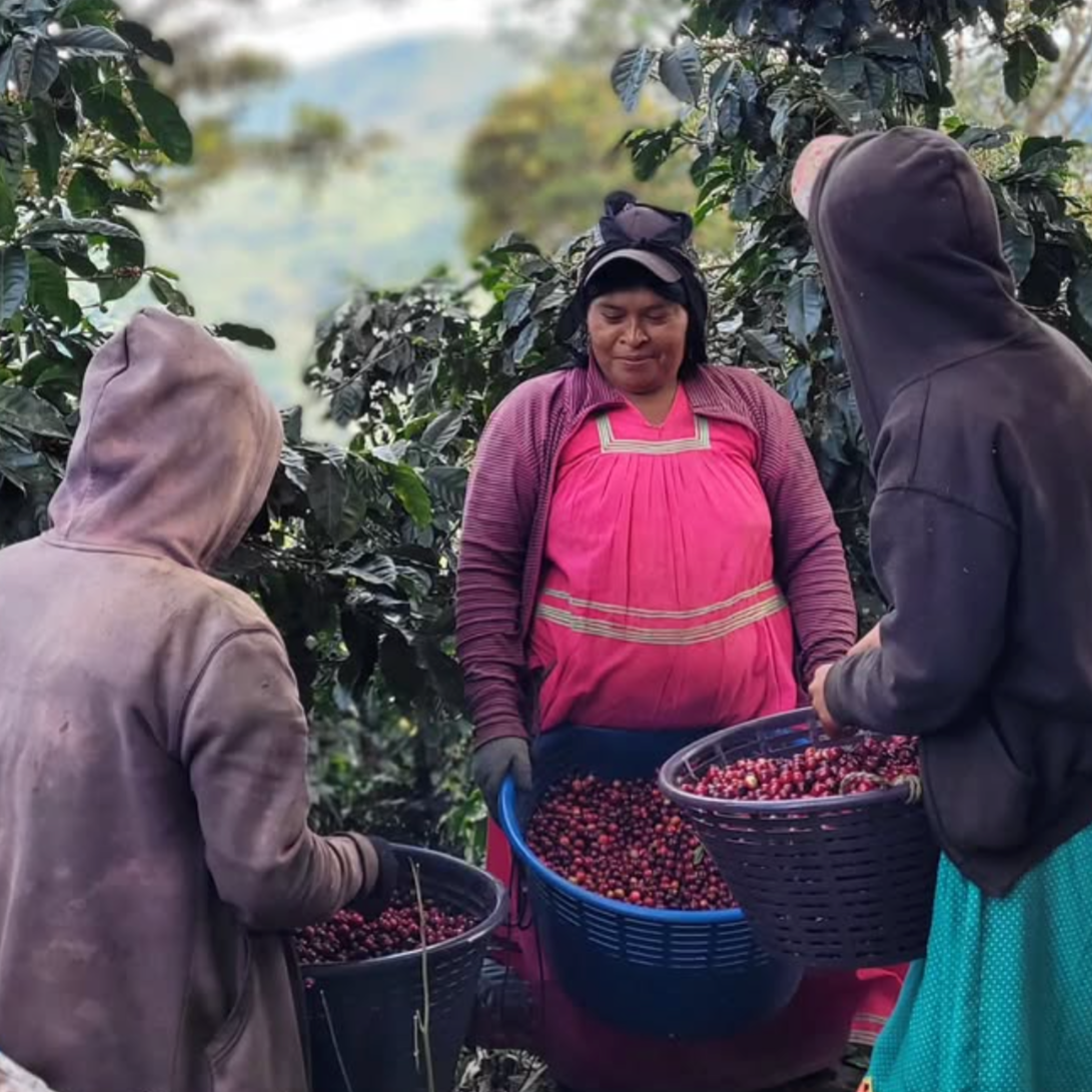 Three women coffee pickers on Mayra&