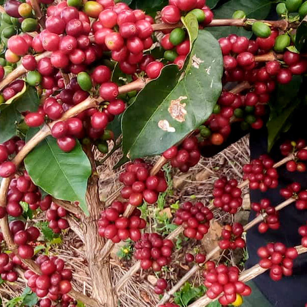 A close-up view of red ripe coffee cherries on the tree