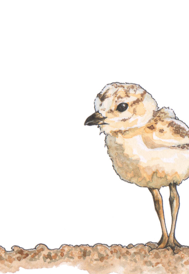 Sandpiper Print