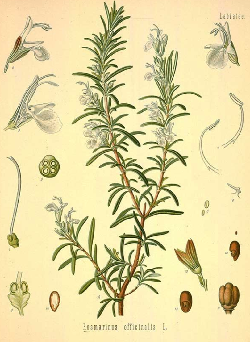 essential oils aromatherapy blending customize rosemary