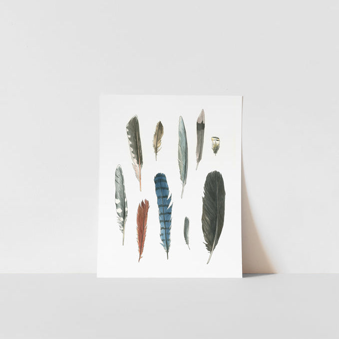 A print artwork featuring a collection of bird feathers in various colors and patterns, labeled with the names of the birds and the artist&