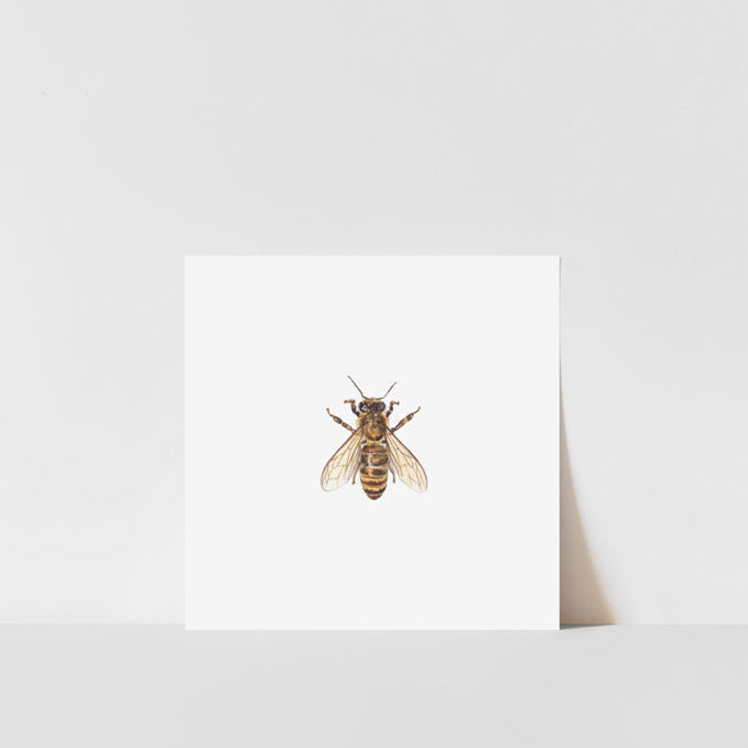 A square art print featuring a close-up image of a honey bee on a white background, with a white border and a signature in pencil at the bottom right corner.