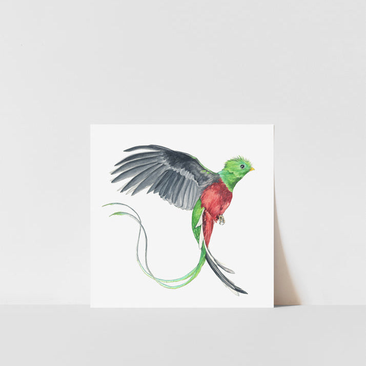 Art print of a quetzal bird flying on a white background