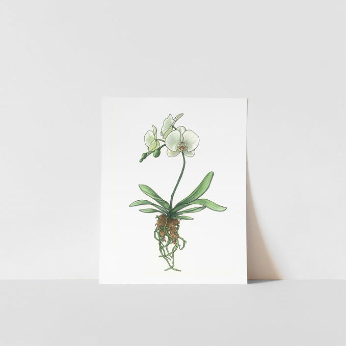 Art print featuring a watercolor painting of a white floating orchid flower on a white background