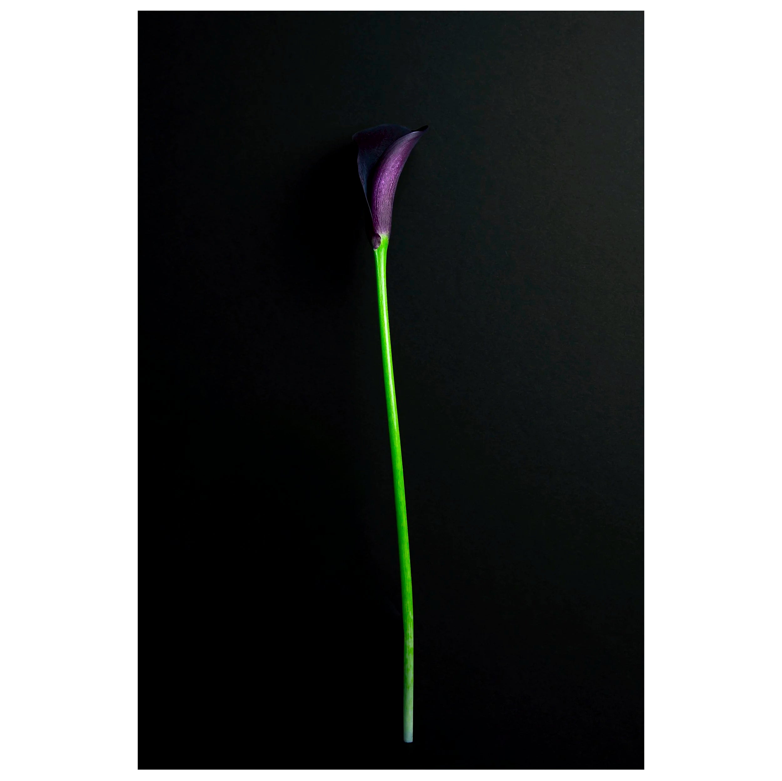 Fine art photography of a Single Deep Purple Calla Lily Flower on a Black Background for sale art prints home decor.