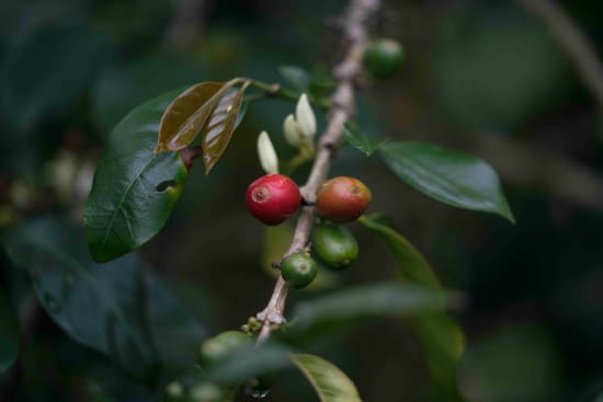 coffee cherries on a branch