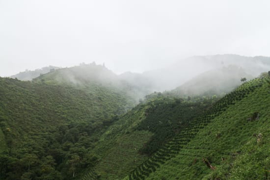 Colombia mountains covered in coffee plants