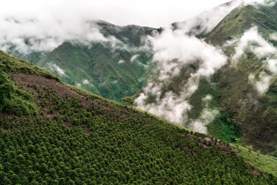 Colombia mountains covered in coffee plants