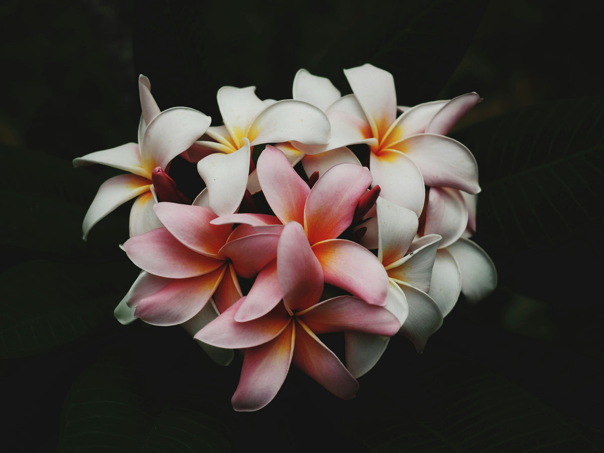 vanilla essential oil