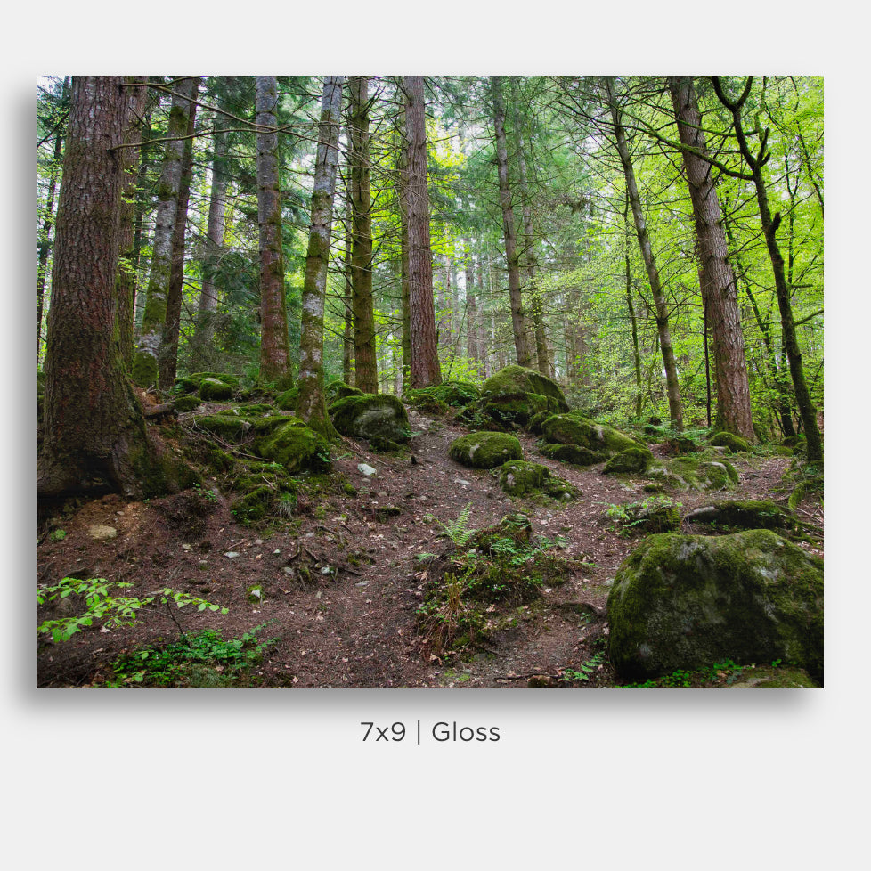 This landscape photograph captures a tranquil grove of trees in a Scottish forest, where vibrant green foliage and lush moss glow against the deep shadows of the forest floor and the soft darkness of the evening light. The contrast between the rich greens and the moody atmosphere creates a striking image that reflects the beauty and serenity of the natural landscape.