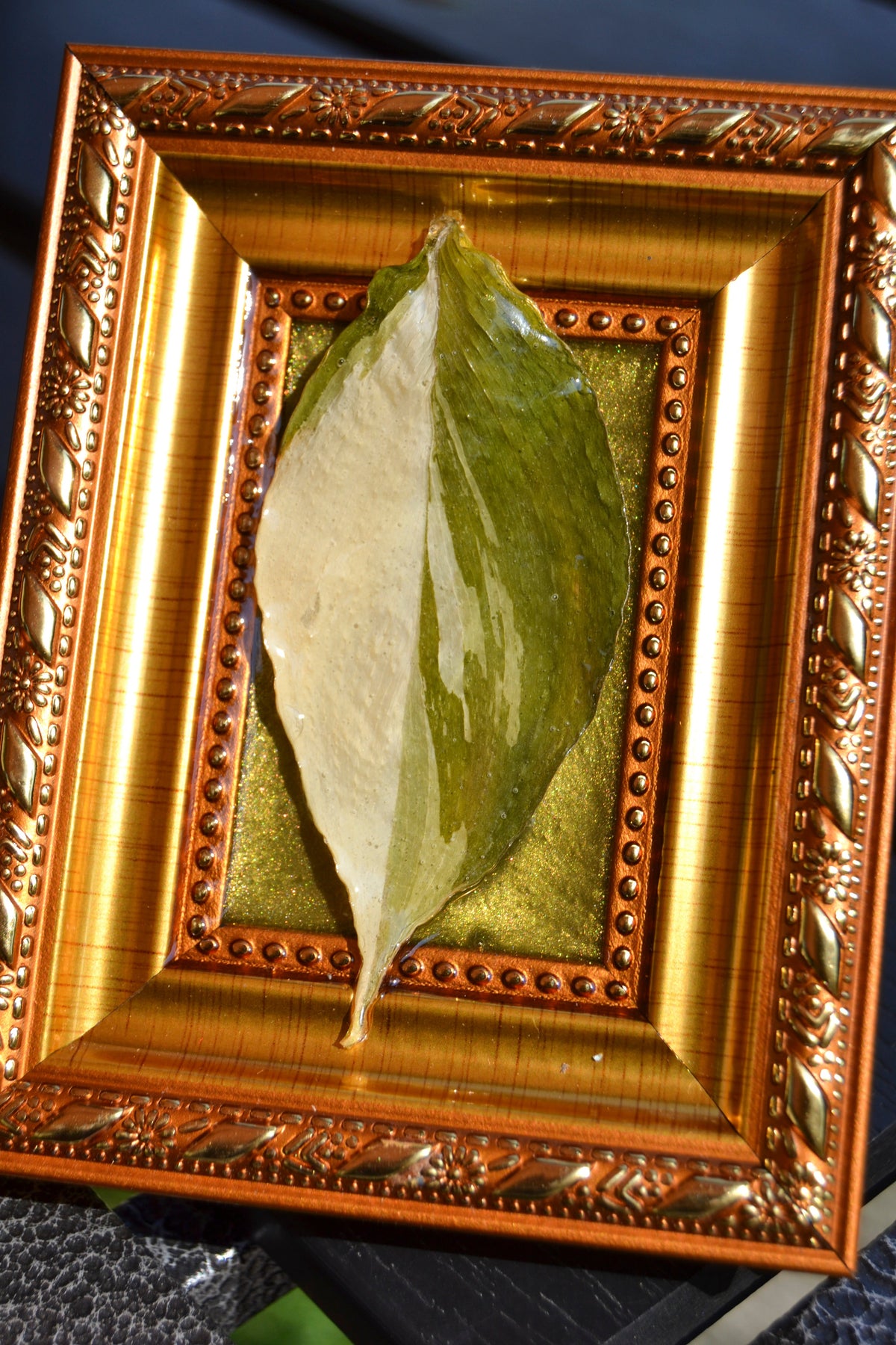 Framed S. Exotica Albo