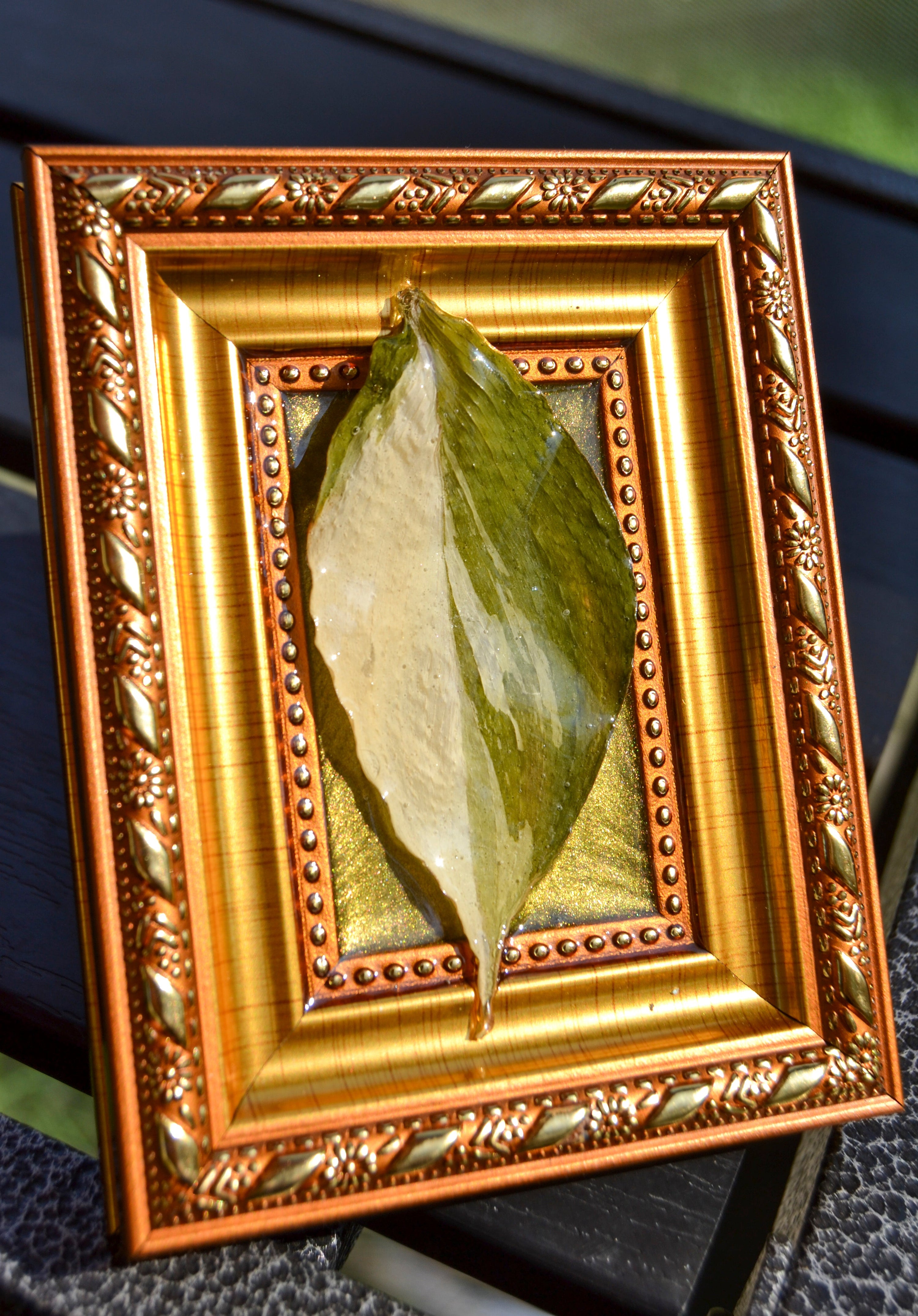 Framed S. Exotica Albo