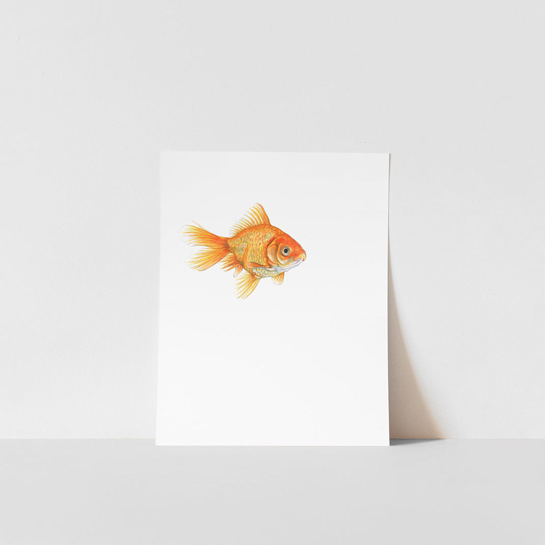 Goldfish illustration on a white background