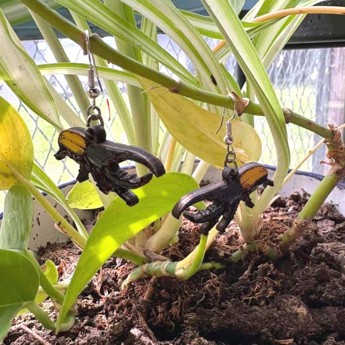 Pair of hand-painted wooden Hrercules beetle dangle earrings hanging from a green houseplant. Black beetles with golden wing covers on hypoallergenic .925 sterling silver hooks.