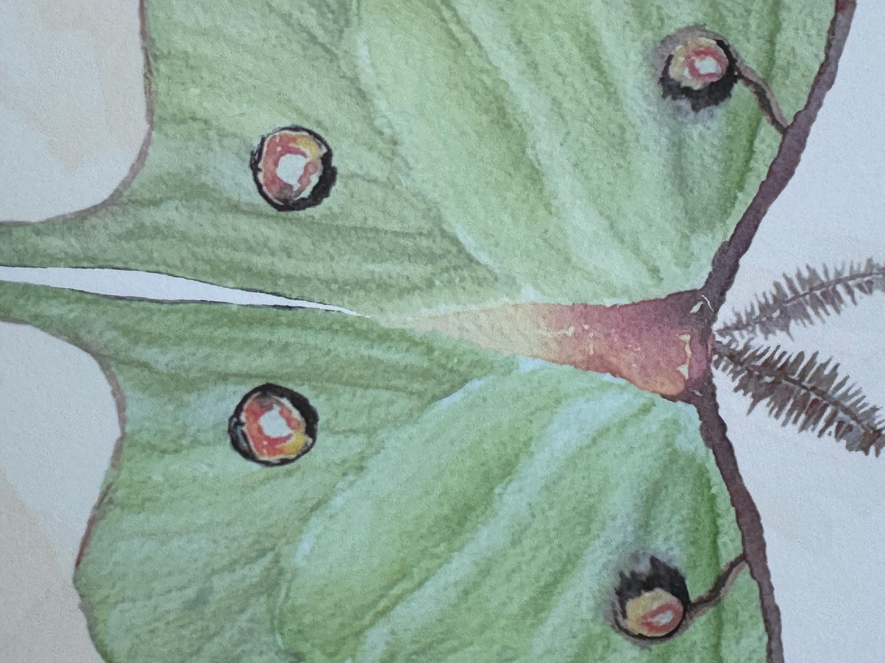 Luna Moth Art Print: Hand-Painted Watercolor Illustration