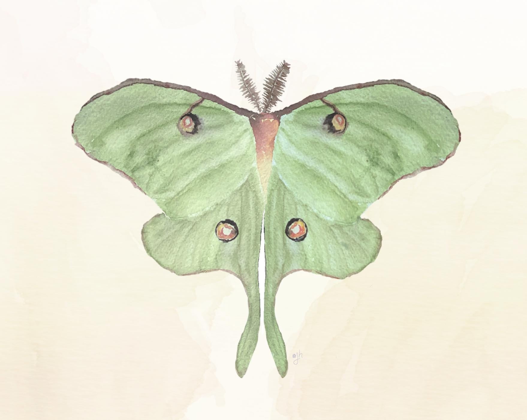 Luna Moth Art Print: Hand-Painted Watercolor Illustration