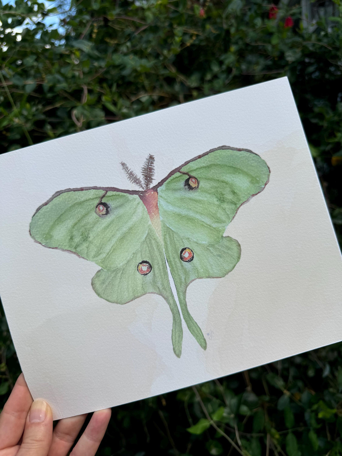 Luna Moth Art Print: Hand-Painted Watercolor Illustration