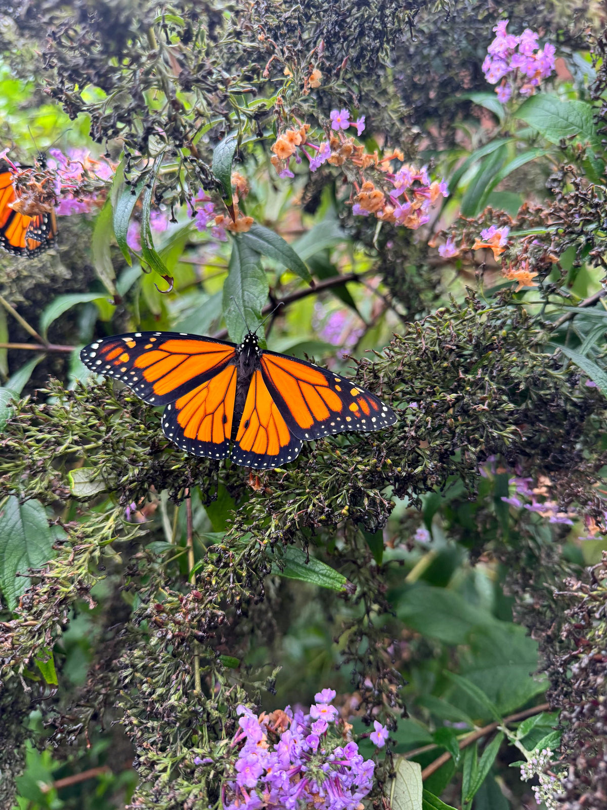 Monarch Butterfly Watercolor Art Print: Hand Painted Reproduction