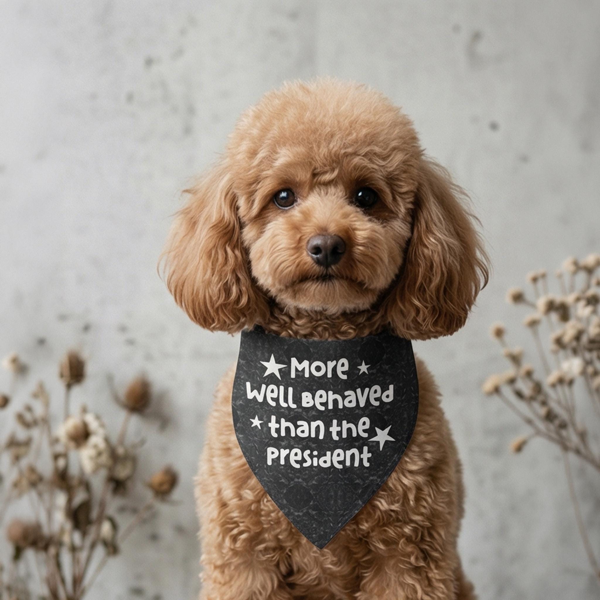 Toy poodle wears a bandana with "More well behaved than the President" text.