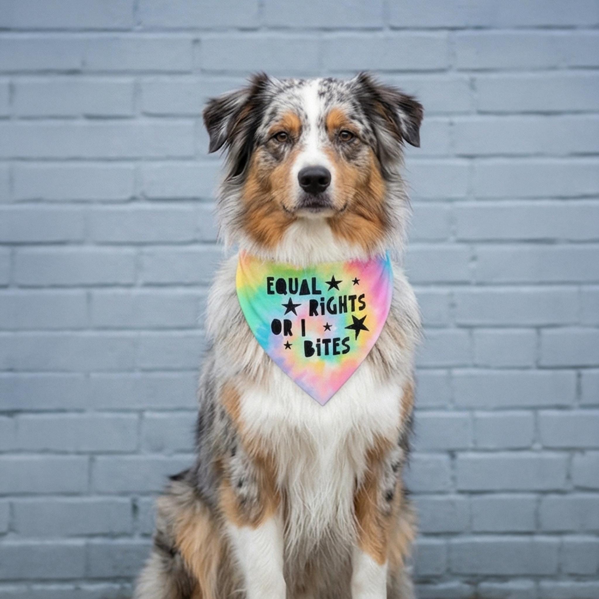 Merle Australian Shepherd wearing a tie-dye bandana that says "Equal Rights or Bites".