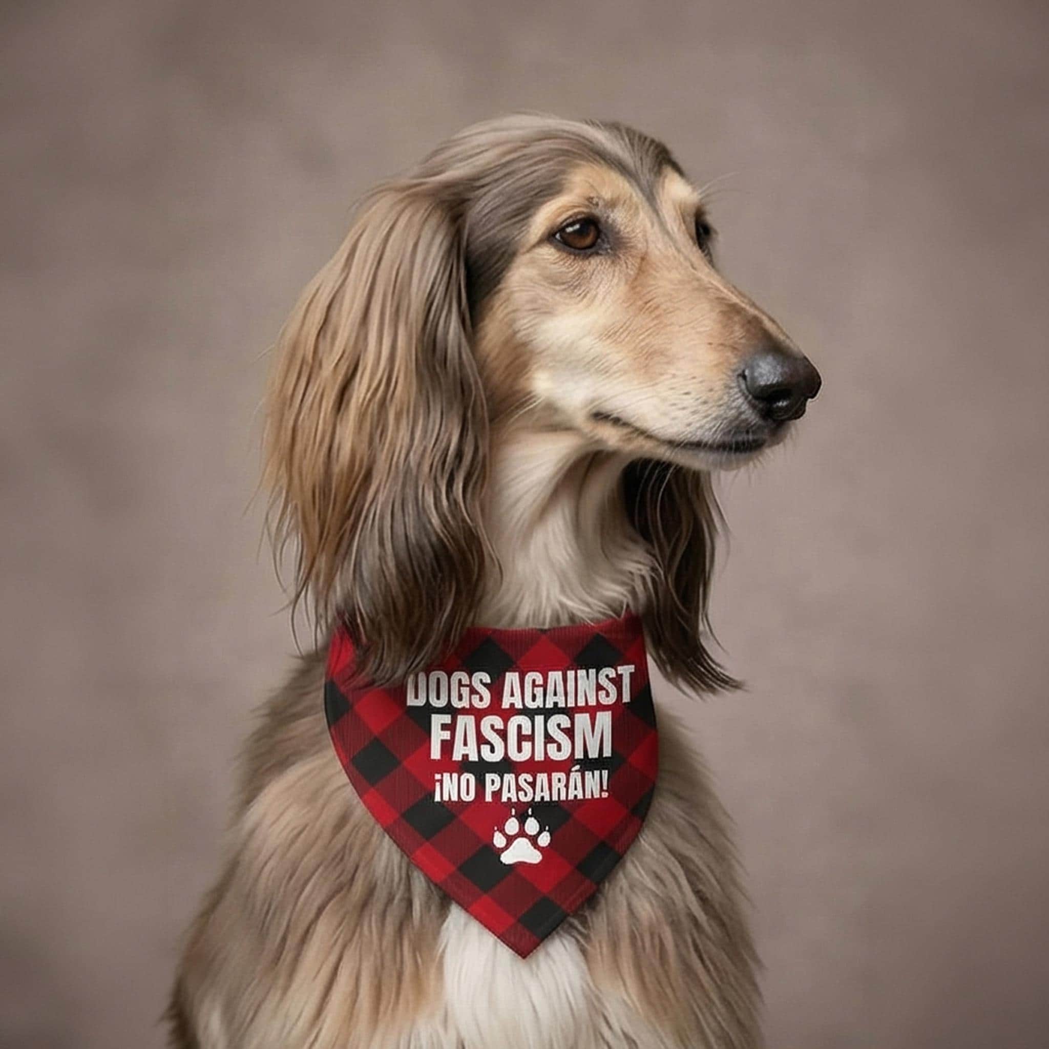 Afghan Hound with bandana that reads "Dogs Against Fascism ¡No Pasarán!".
