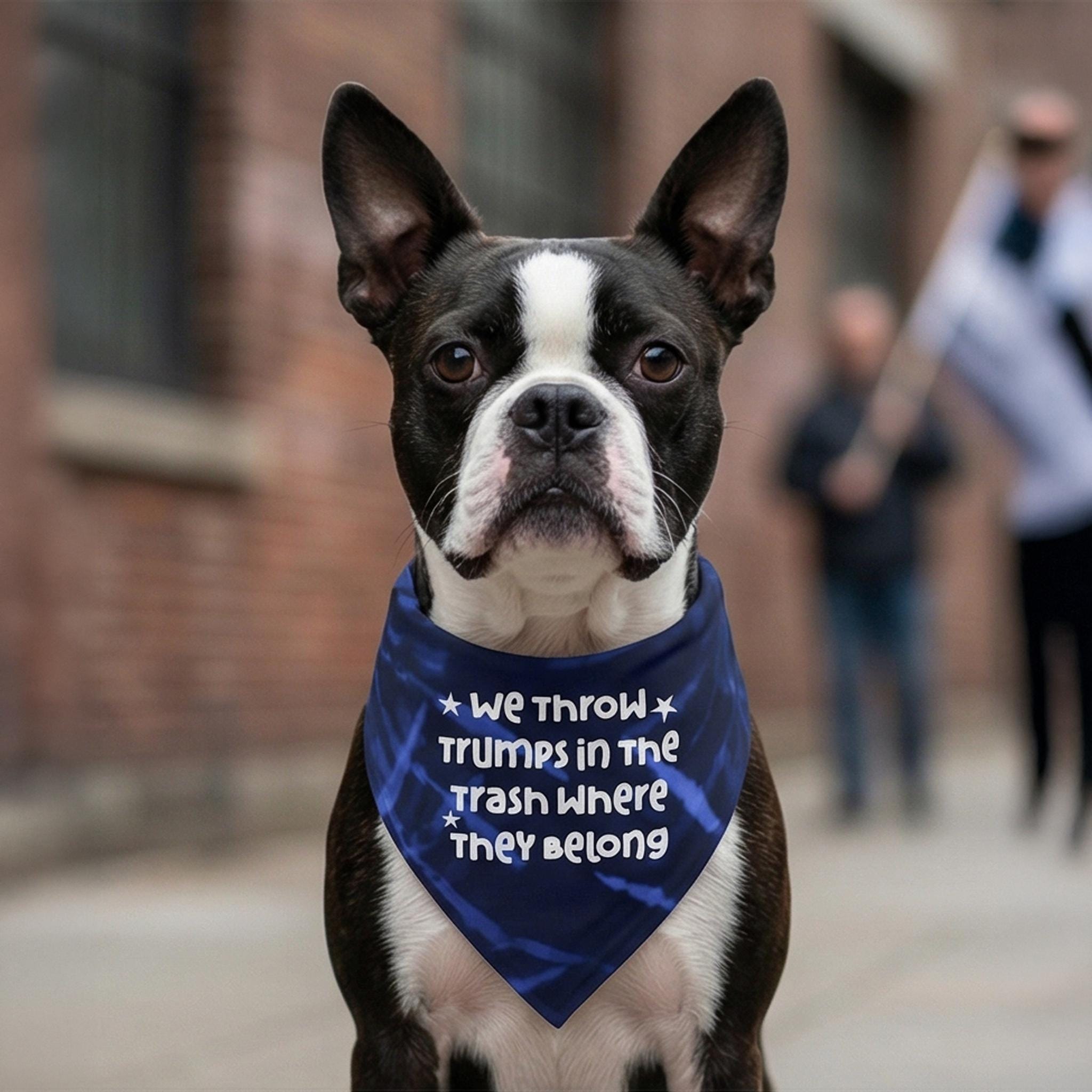 Boston terrier wearing a blue bandana with white text reading "We throw the Trump&