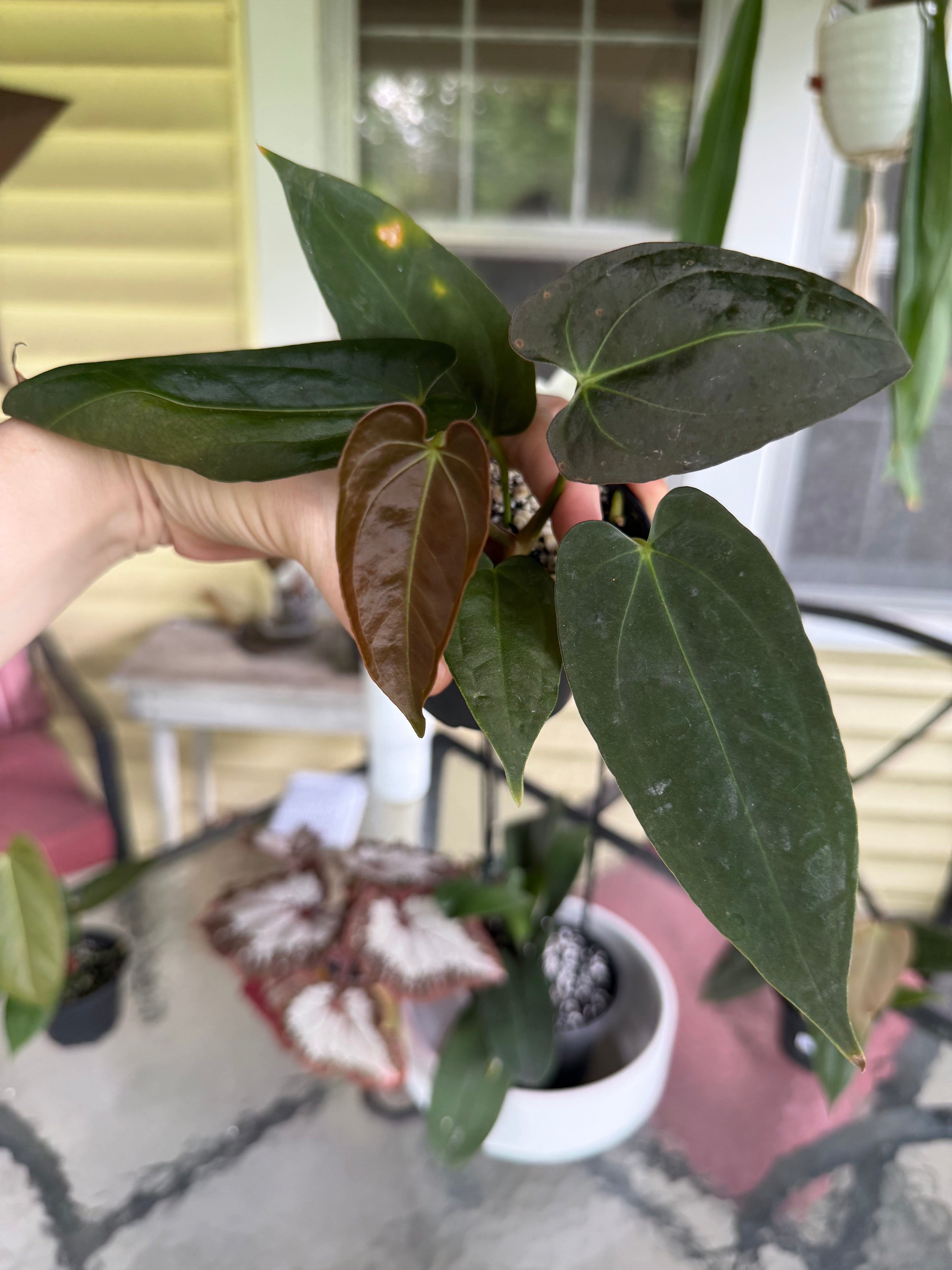 Anthurium Pap X-One x Fort Sherman