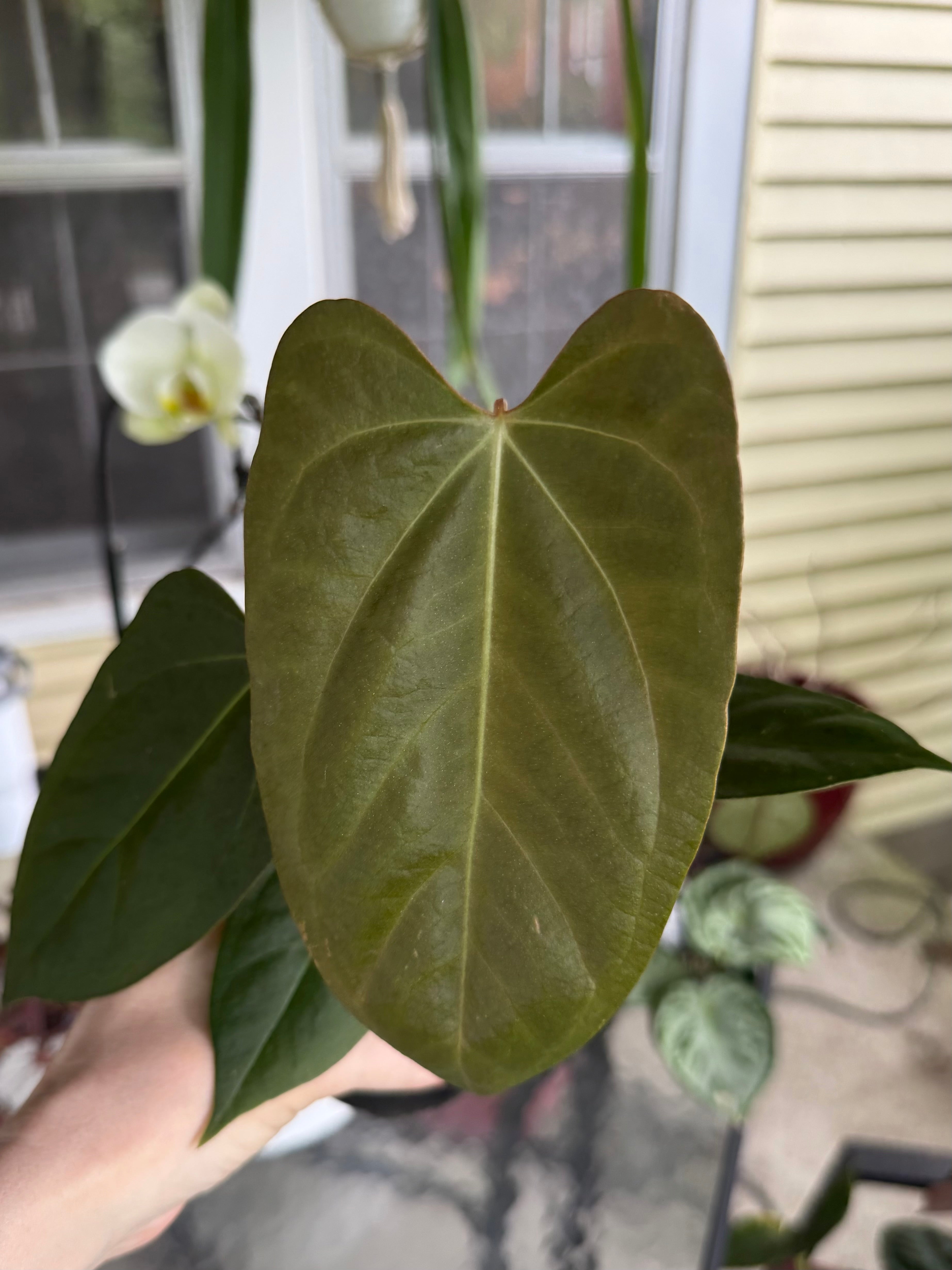 Anthurium Blue Pap x Fort Sherman