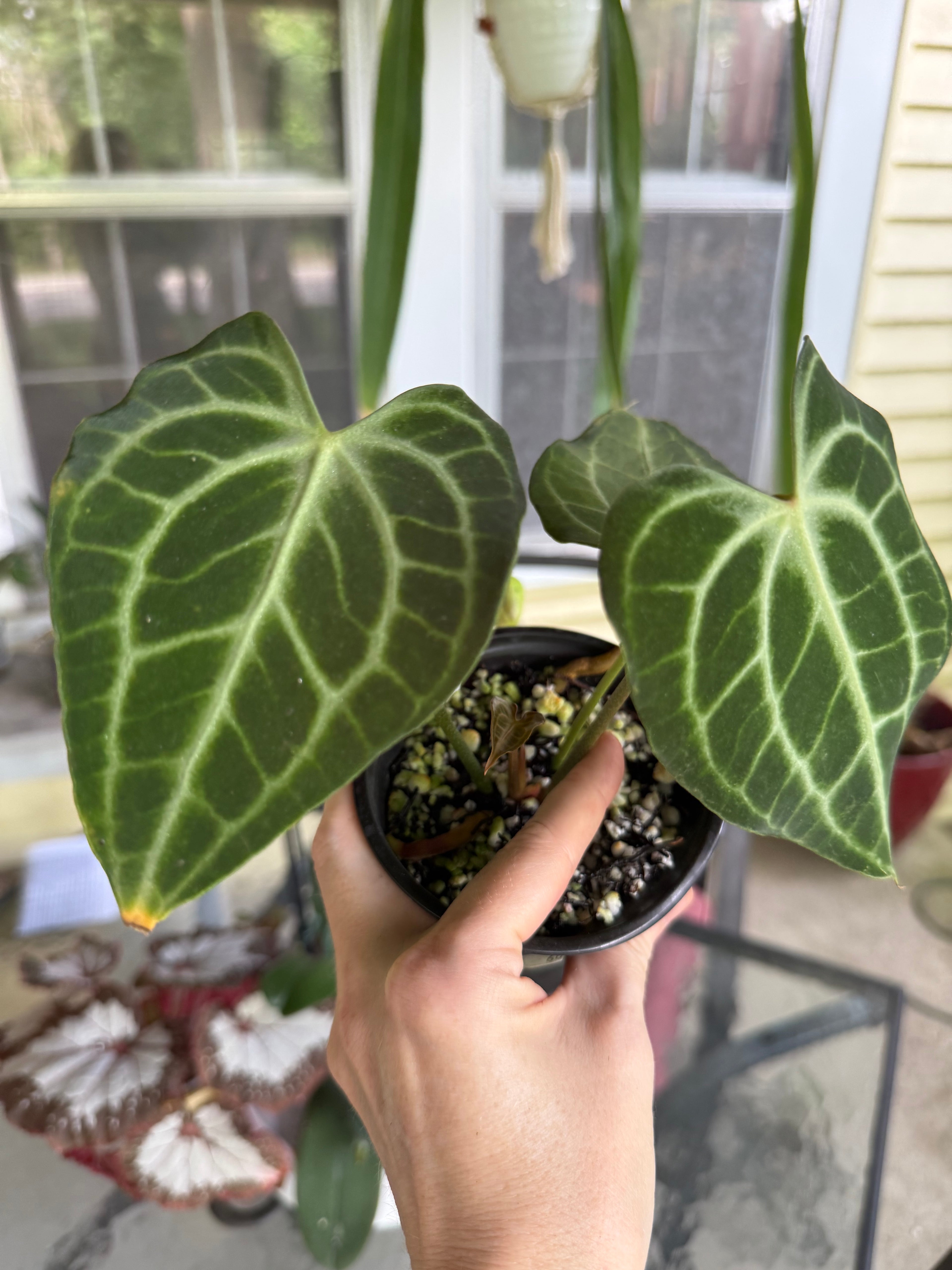 Anthurium King of Clarinervium