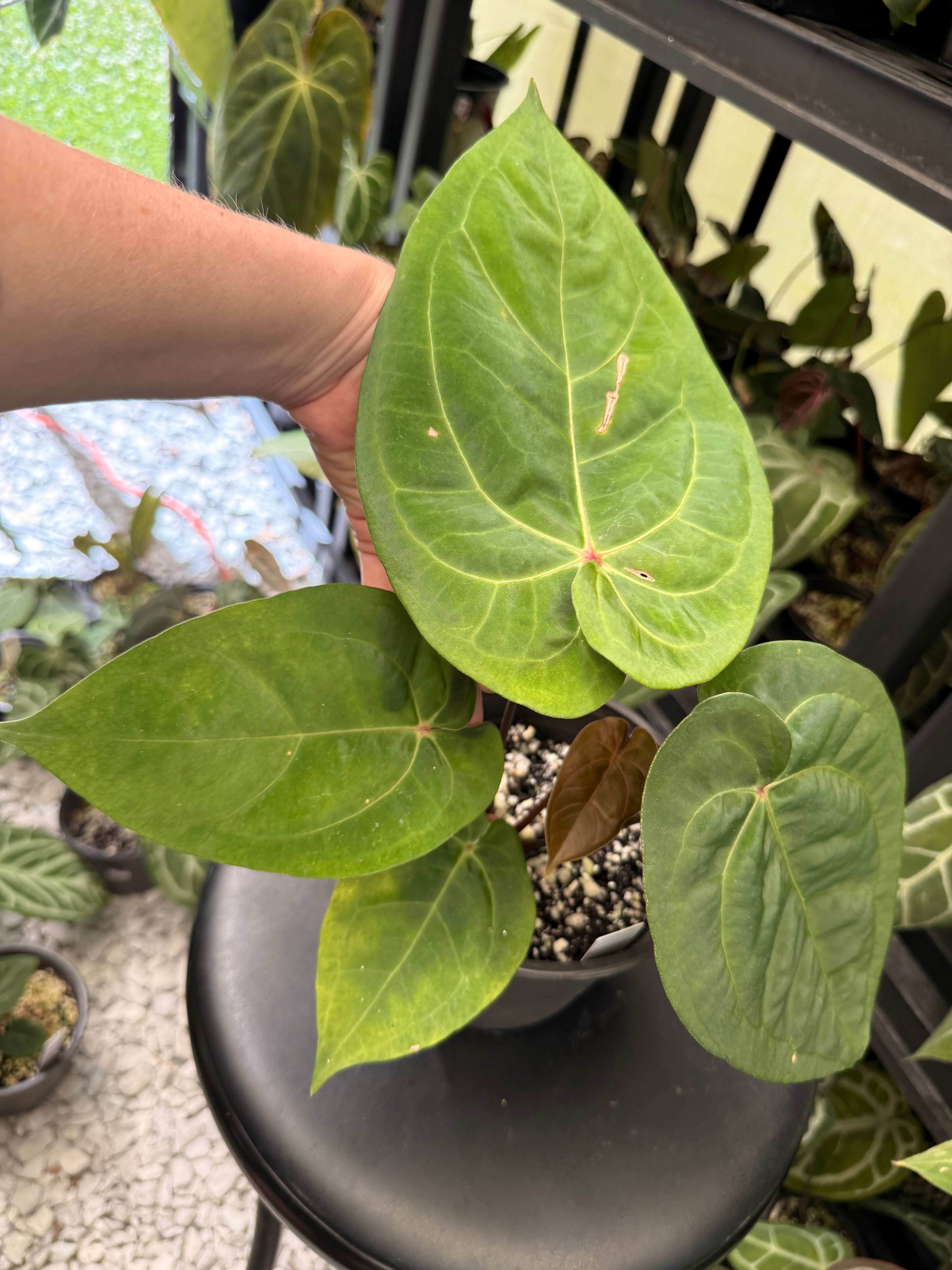 Anthurium Ace of Spades x Indo Dressleri