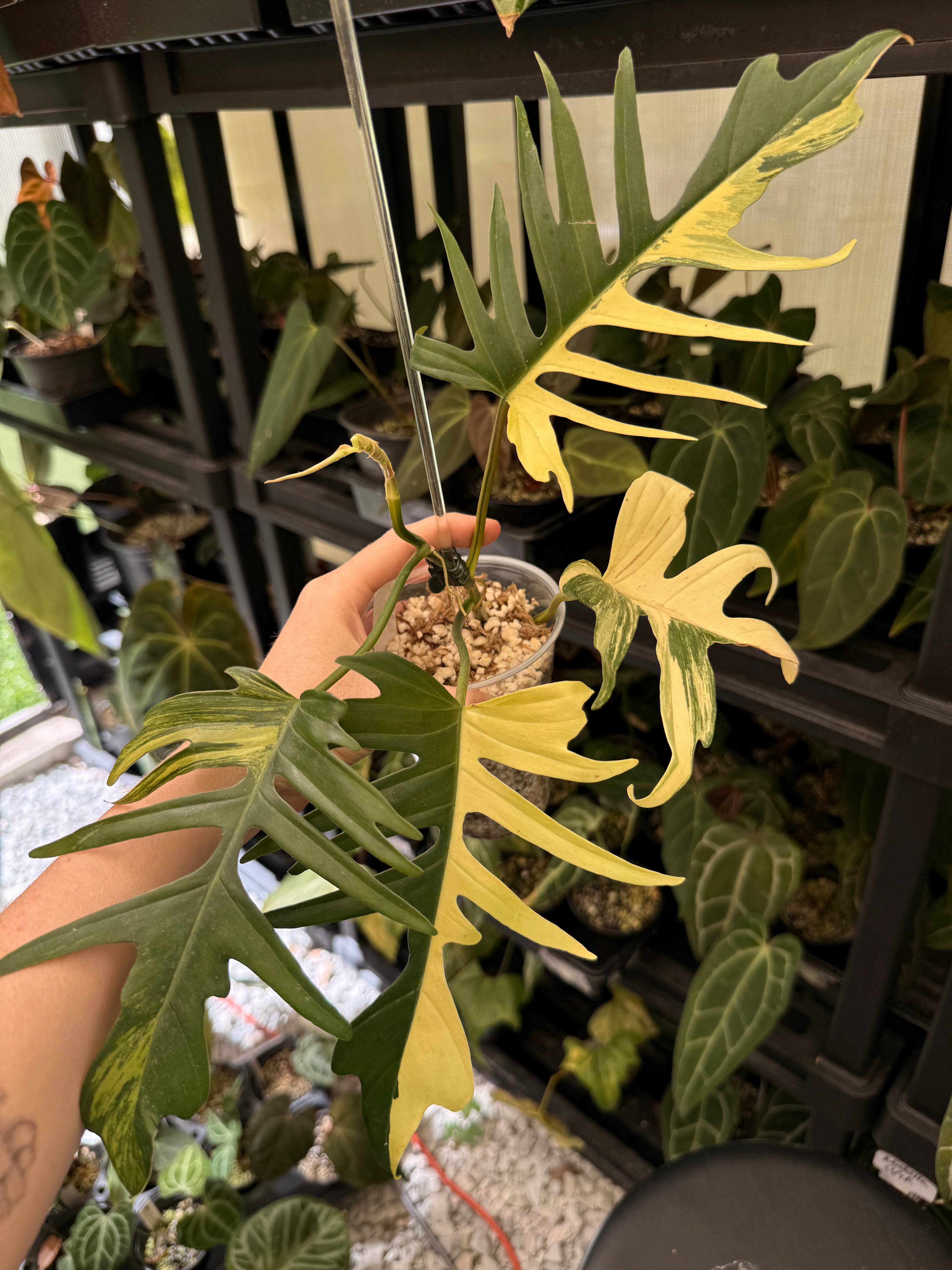 Philodendron Florida Beauty x Tortum