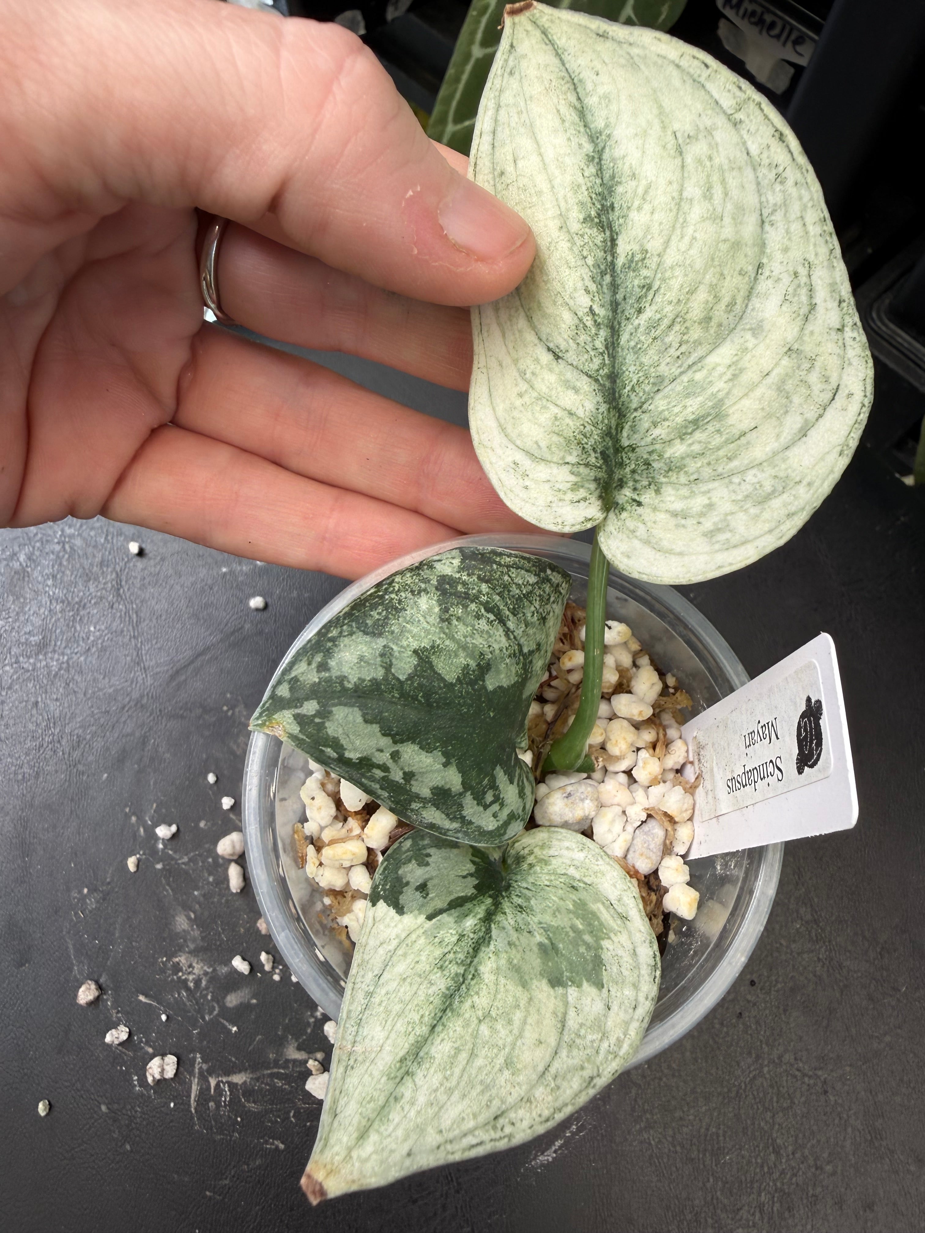 Scindapsus Mayari