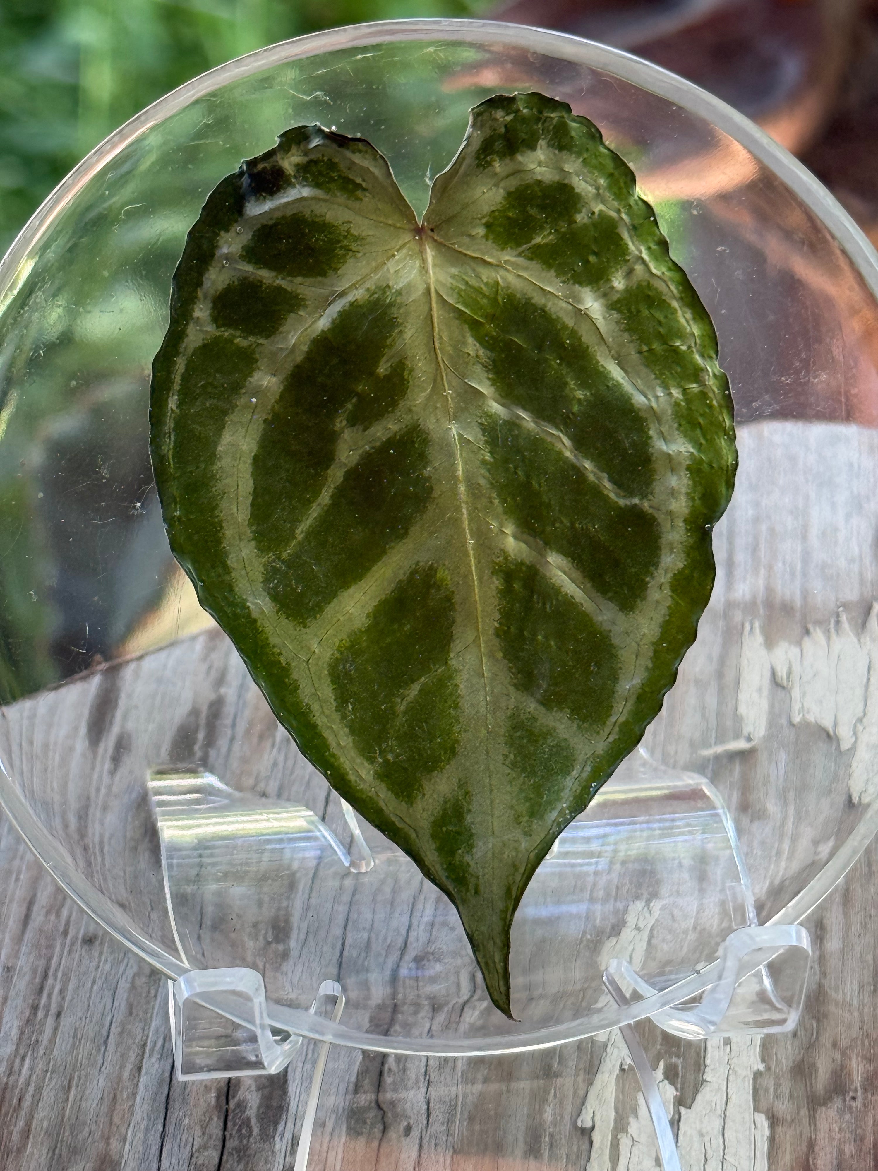 Preserved REAL A. KOS x Dorayaki Leaf